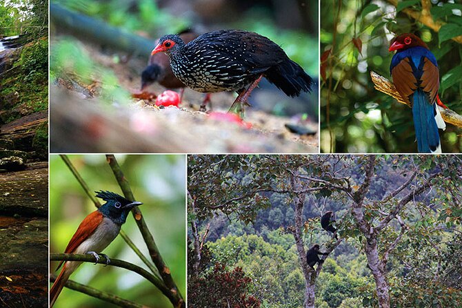 Day Tour to Sinharaja Rain Forest - Tour Overview