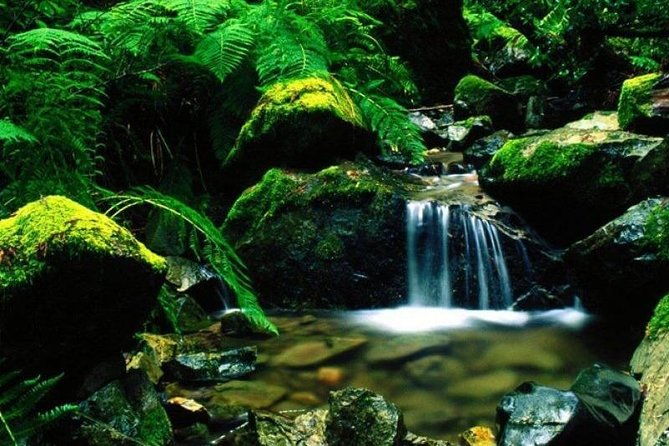 Day Trip to Kanneliya Rain Forest From Colombo - Tour Details