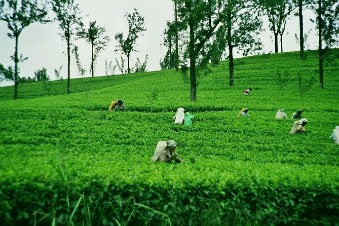 Delights of Sri Lanka