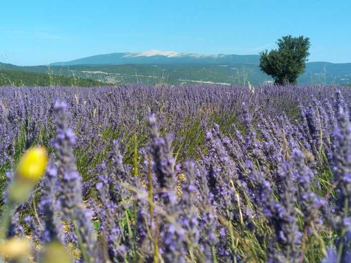 Departing From Avignon, Classic Lavender Tour