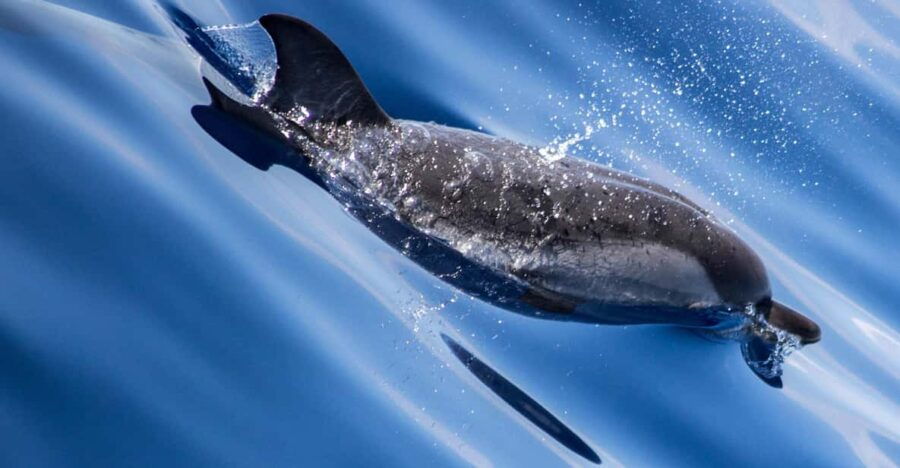 Departure From Villefranche-Sur-Mer: Meeting With the Dolphins - Overview of the Dolphin Tour