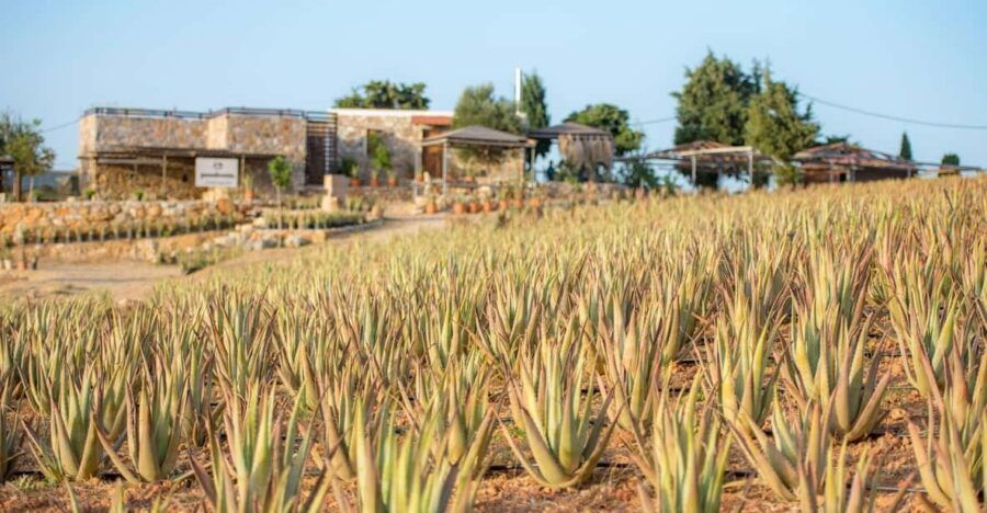 Discover Aloe: A Farm Walk & Essential Oil Workshop - Overview of the Experience