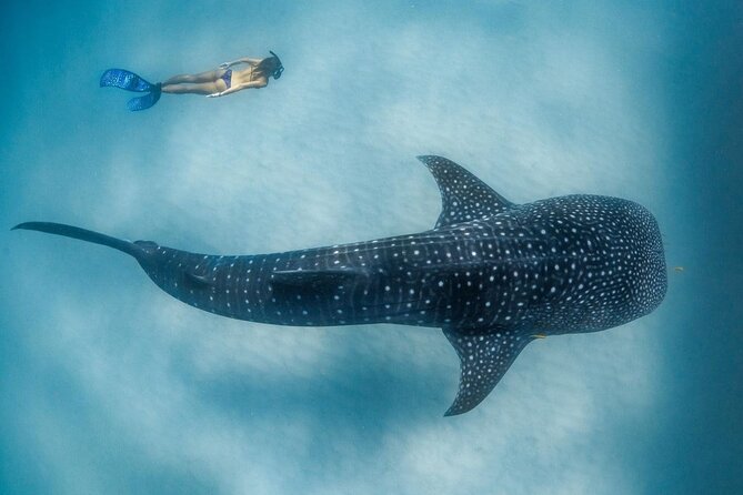 Discover Baa Atoll in 4 Nights and 5 Days