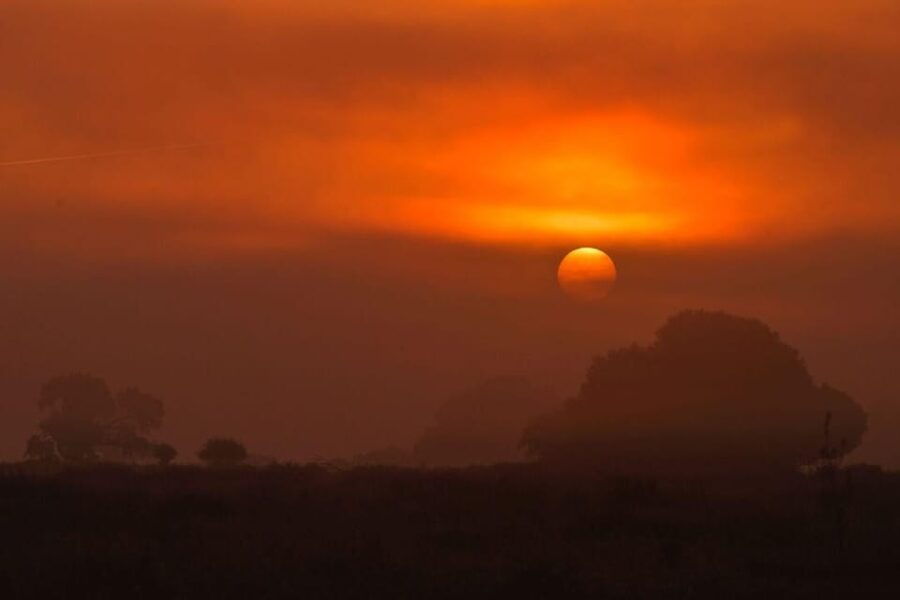 Discover Doñana & Iberian Lynx: Premium Nature Tour
