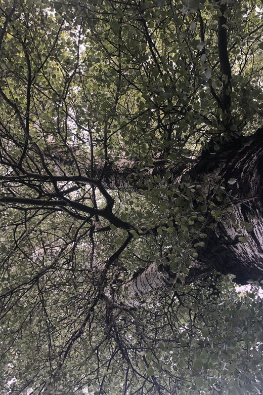 Discover Sustainable Projects in Vienna by Foot