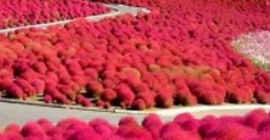 Discover the Magic of Autumn in Ibaraki! - Overview of Hananuki Gorge