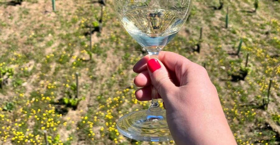 Discover the Reds and Whites of the Bierzo Appellation - Mencia and Godello Grape Varieties