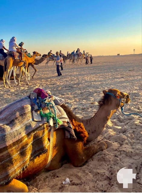 Discovertangier: Day Trip From Tarifa With Camel Ride &Lunch - Included Services