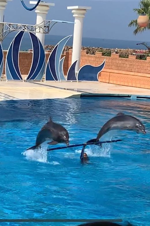 Dolphin Park Entry With Live Show and Pickup