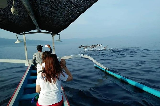 Dolphin Watching on Wildlife