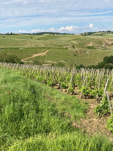 DUO PARENTS CHILDREN WINE CÔTE-RÔTIE TOUR VISIT - Tour Overview