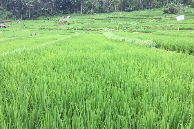 East Bali Tour