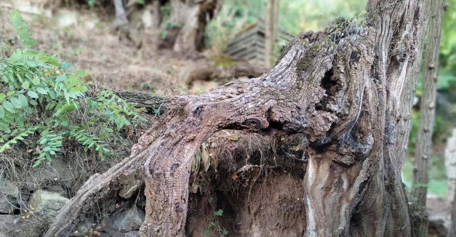 Enter the Painting, Touch the Roots and Go Back in Time ! - Experience Overview