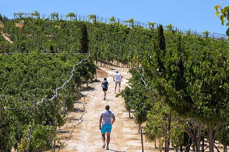 EUPHORIA Wine Tour & Tasting at Douloufakis Vineyards - Tour Overview