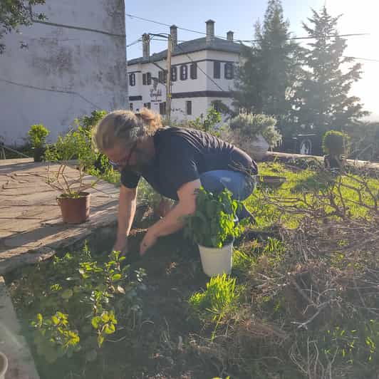 Exploring Herbal Treasures: A Guided Herbal Walk on Pelion - Guided Herbal Walk Overview