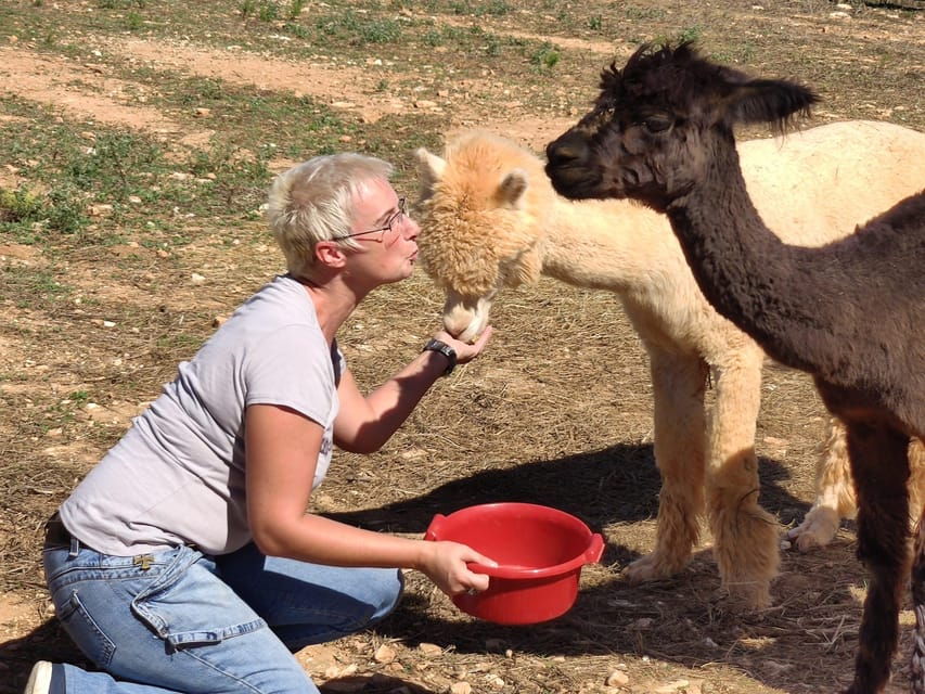 Felanitx, Mallorca: Alpacas Close-Up Experience