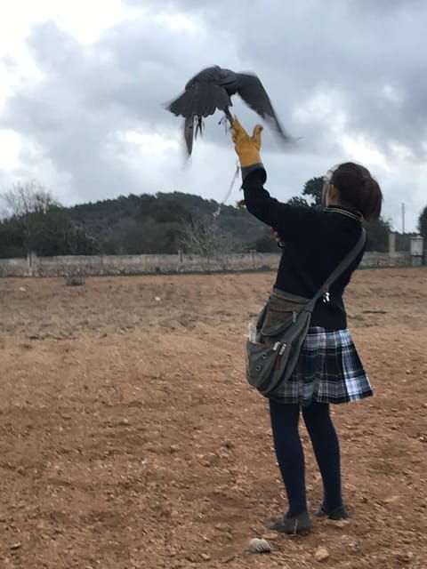 Felanitx, Mallorca: Experience With Falcons With Aperitif