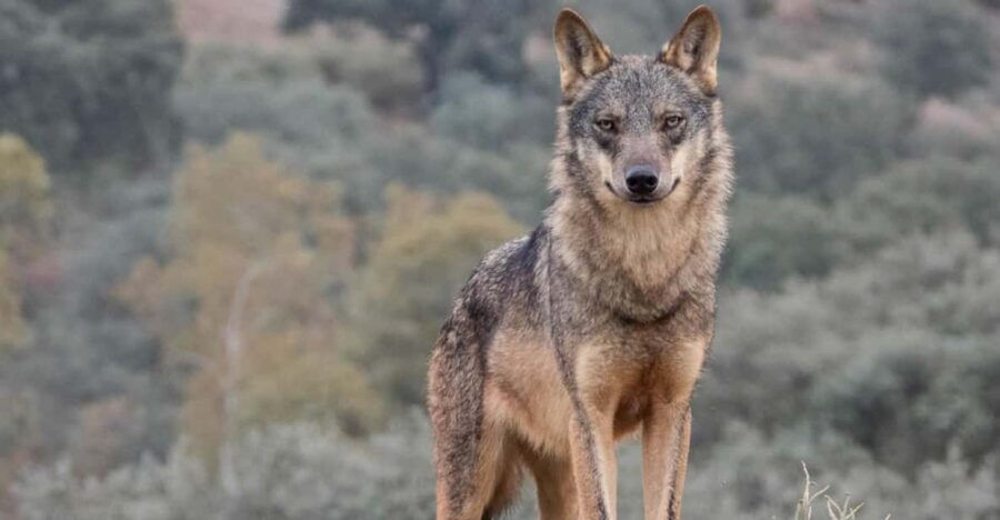 Following the Path of the Wolf