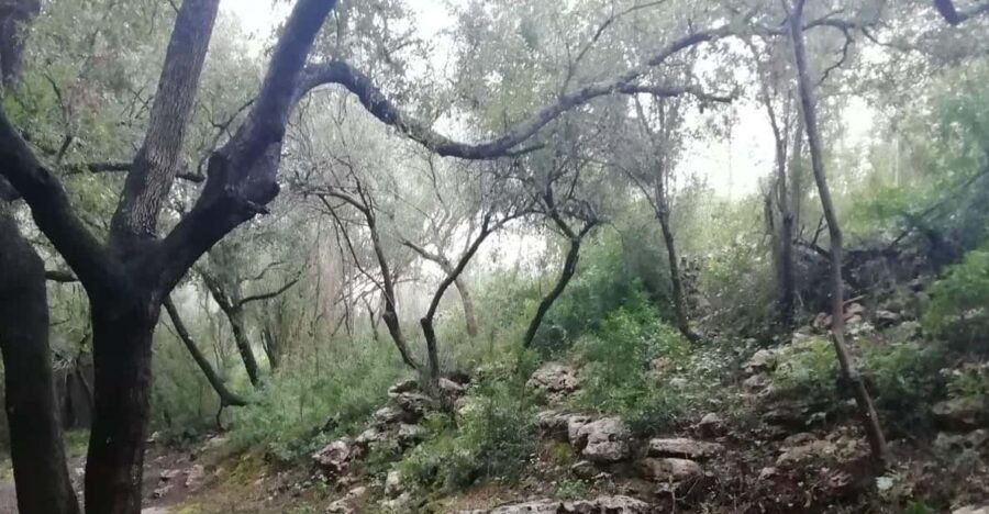 Forest Bath
