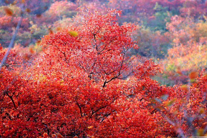 Fragrant Hill and Botanical Garden Self-Guide Day Trip With Private Driver - Itinerary Overview