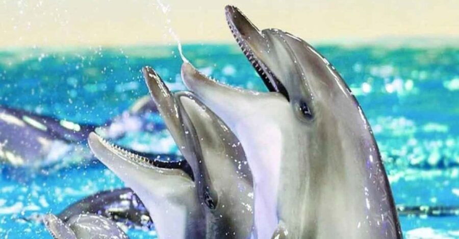 From Belek: Dolphin Show With Transfers