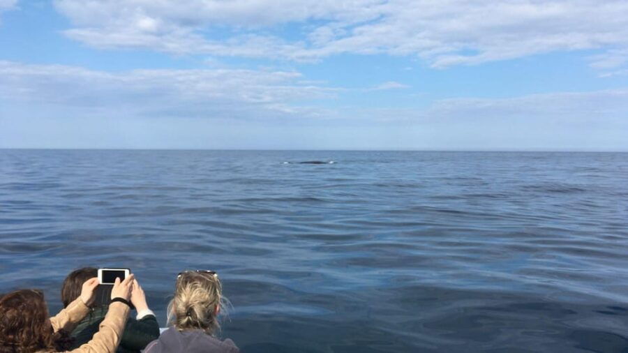From Cala Gonone: Dolphin & Birdwatching in Orosei Gulf