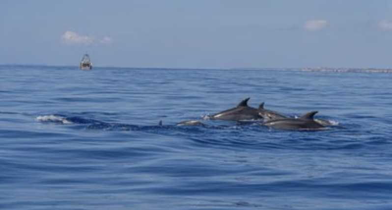 From Can Picafort: Dolphin Watching and Cave Boat Trip - Tour Overview and Pricing