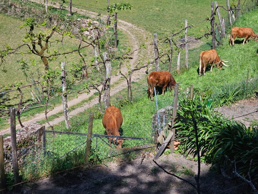 From Fafe: Full-Day Tour in Gerês National Park