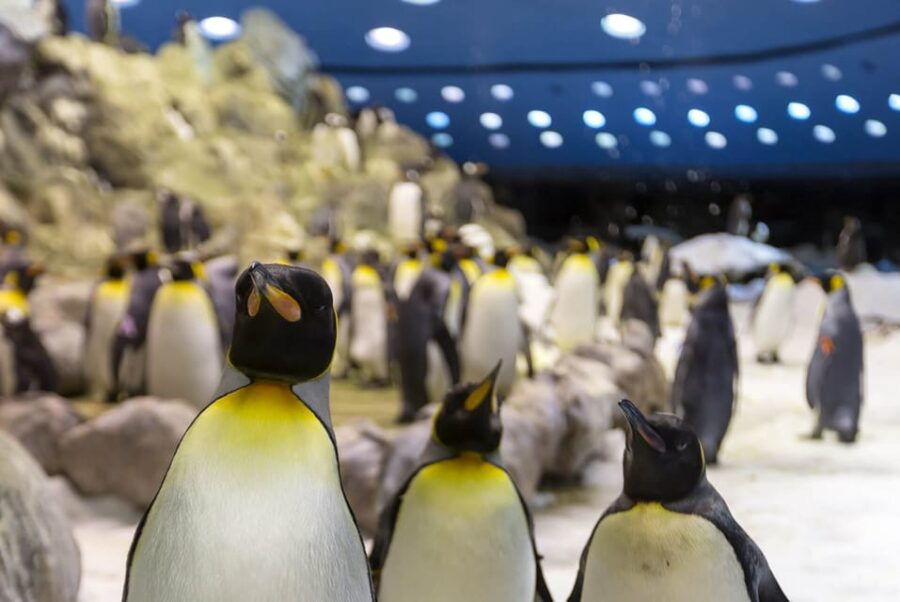From Gran Canaria: Day Trip to Loro Parque Tenerife - Overview and Details
