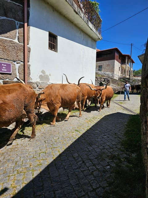 From Guimarães: Full-Day Tour in Gerês National Park