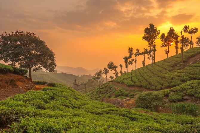 From Kochi: Day Tour to Munnar With Tea Garden and Waterfalls
