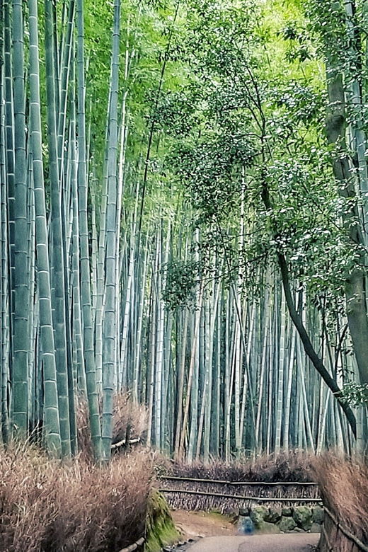 From Kyoto: Kyoto and Nara Golden Route Full-Day Bus Tour