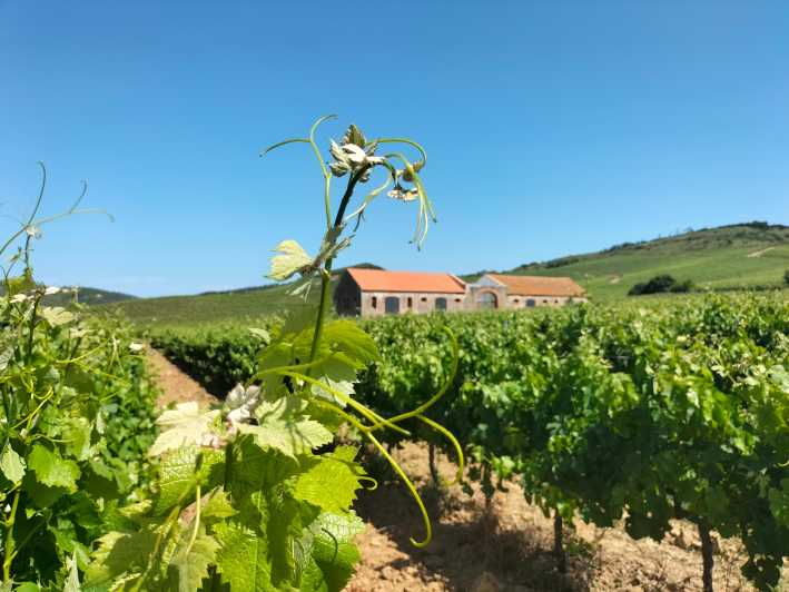 From Lisbon: Tour to Óbidos, Mafra & 3 Wineries 15 Tastings - Tour Overview and Details