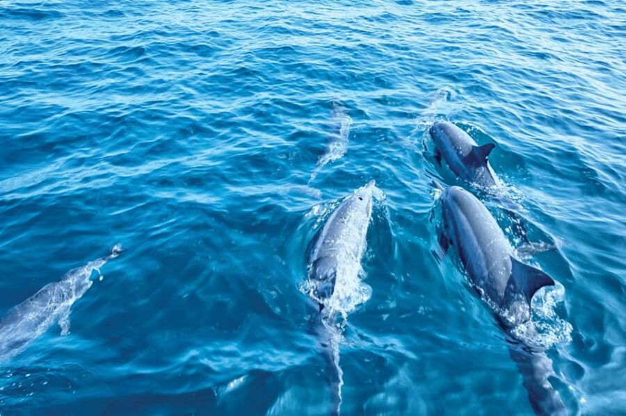 From Palma: Afternoon Dolphin-Watching Boat Tour - Tour Overview and Details