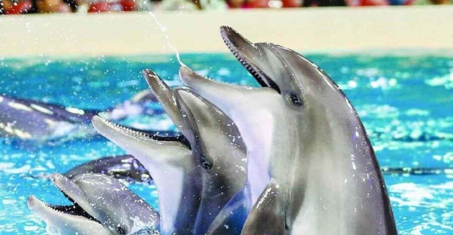 From Side: Dolphin and Seal Show Ticket With Hotel Transfers - Overview and Pricing
