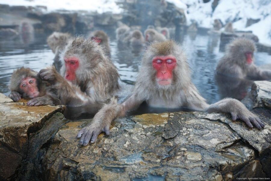 From Tokyo: Nagano Private Full Day Trip