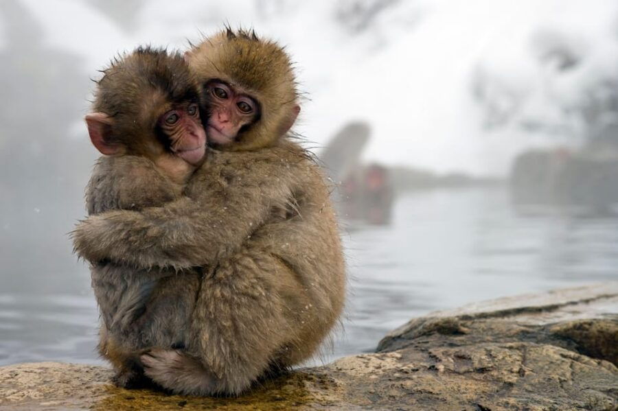 From Tokyo: Nagano, Zenkoji Temple, Snow Monkeys Day Trip