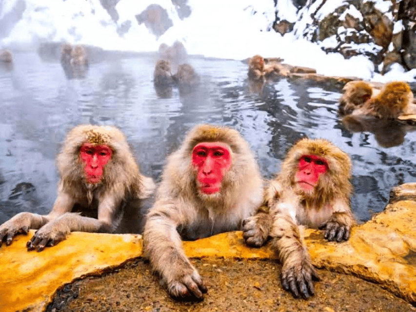 From Tokyo: Snow Monkey Park and Miso Production Day Tour - Tour Overview and Pricing