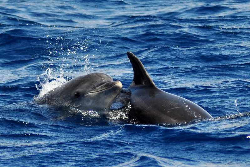 Fuerteventura: Catamaran Sailing Navigation. Maximum 10 People - Activity Overview