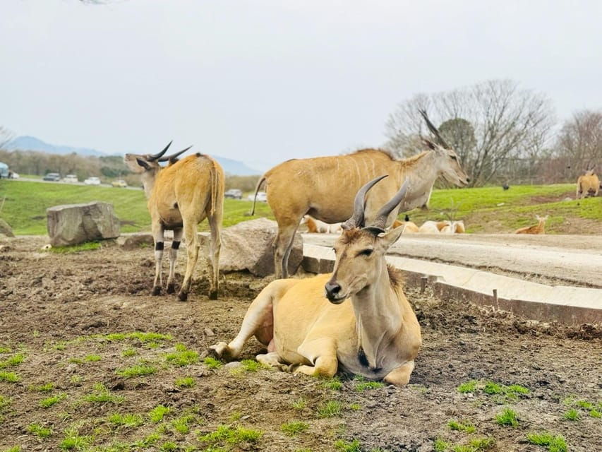 Fukuoka: Kyushu Natural Animal Park & Yufuin Day Tour