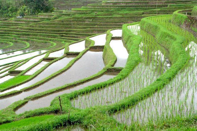 Full Day Bali Natural Beauty and Lake Temple Tour - Tour Overview