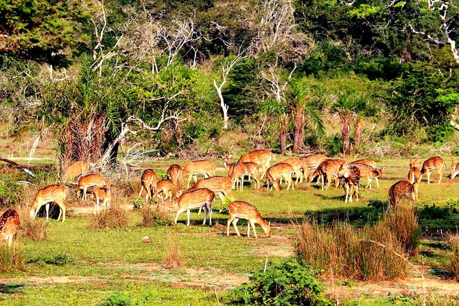 Full Day Bundala Safari With Picnic Lunch From Hambantota Harbour - Pickup and Drop-off Details