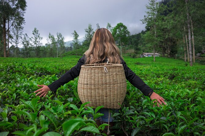 Full-Day Kandy – Nuwara Eliya – Kandy Private Tour