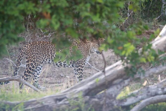 Full Day Private Yala Safari Trip With Lunch - Trip Highlights
