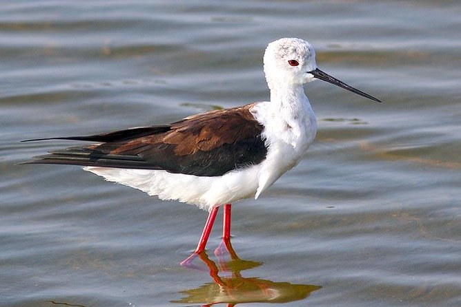 Full Day Safari at Bundala With Picnic Lunch From Hambantota Harbor - Tour Overview