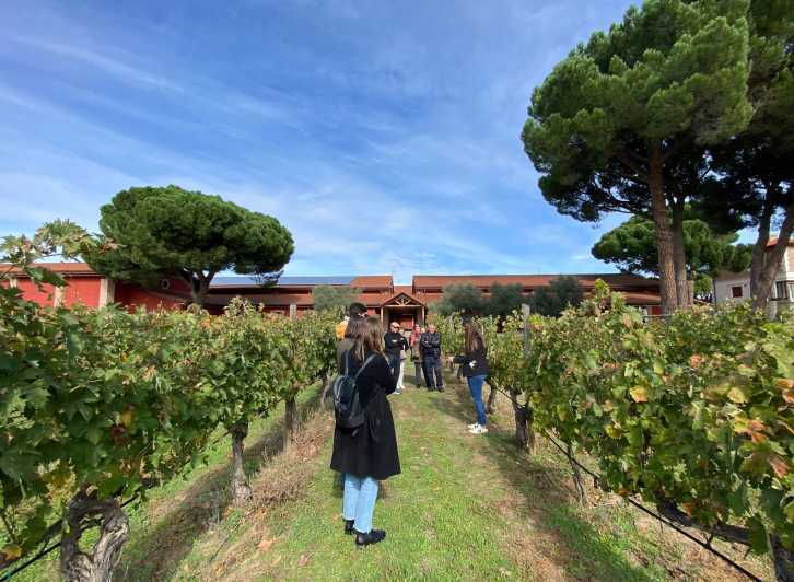 Full Day Wine Tour in Ribera Del Duero