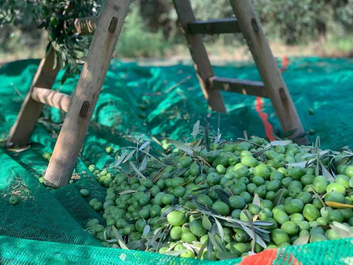 Full Tour: Lets Discover How to Make Olive Oil Tour - Overview of the Olive Oil Tour