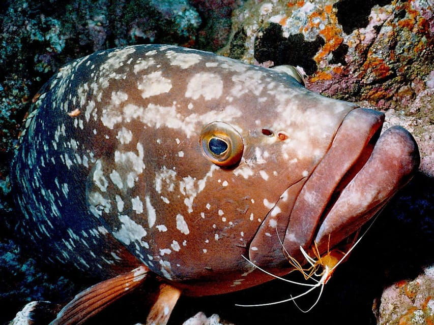 Funchal: Garajau National Park – Certified Divers