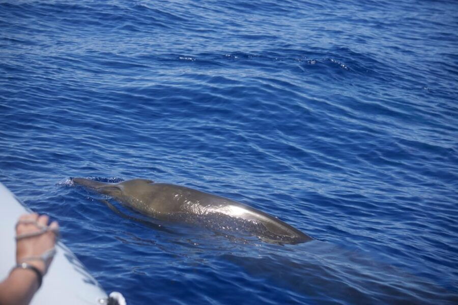 Funchal: Guarantee Wild Dolphin&Whale Watching by RIB - Overview of the Experience