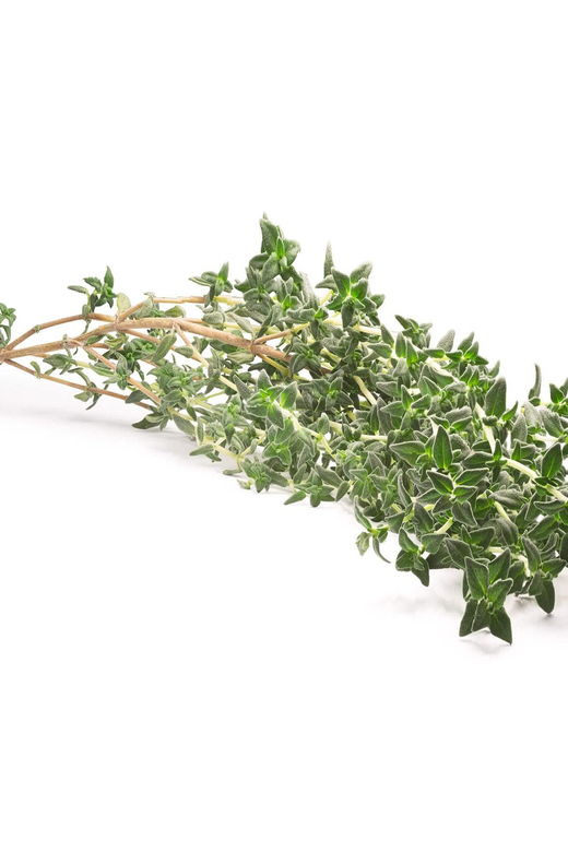 Going for Spontaneous and Medicinal Plants in Salento - Overview of the Experience